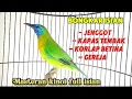 Download Lagu Kinoi gacor full isian buat masteran