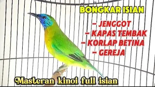 kinoi gacor full isian buat masteran