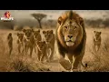 Download Lagu MAASAI MARA | O Segredo dos Caçadores Mais Brutais da África #animaisselvagens | Wildlife Moment