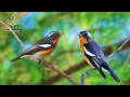 Download Lagu Soothing Bird Sounds | Nature Sounds for Relaxation and Sleep - Emotional Healing 11 Hours