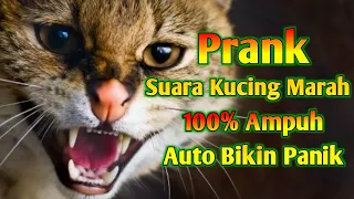 suara kucing marah prank suara kucing berantem