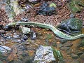Download Lagu KCC: King Cobra hunting a pit viper WOW