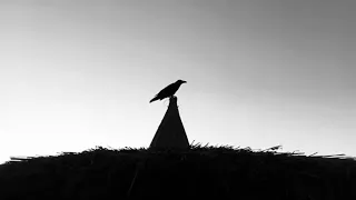 اقولك ايه   ملاكي القاهرة بالكلمات             دندنها