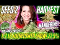 Seed To Harvest Over Auto Manderine Autoflower 27 5 THC w Floraflex