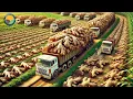 Download Lagu How Farmers Harvest Ginger with Modern Technology: Ginger Processing Factory | Farming Documentary