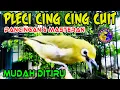 Download Lagu Masteran Pleci nembak Cing Cing Cuit buat memaster pleci agar cepat ngalas nembak #plecinembak