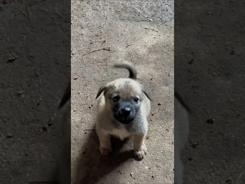 puppy barking sounds #funny #dogtalk #petsempire #pets #dogtalk #dogcommunication