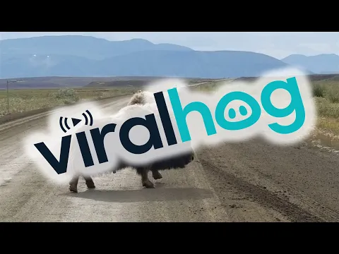 Muskox Go Head to Head || ViralHog