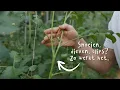 Download Lagu Tomaten snoeien \u0026 dieven | alles wat je moet weten 🍅