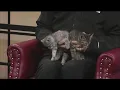 Friday Pets 25 - Arrow and Alex