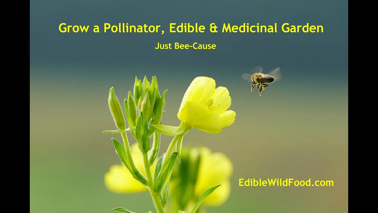 Grow a Pollinator, Edible & Medicinal Garden