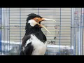Pancingan Jalak Suren Gacor Full VARIASI - Masteran Suara Burung Jalak Suren Gacor Full Isian Mewah