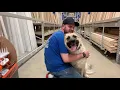 Best Dog Training Toledo Ohio 2 year Old Great Pyrenees German Shepherd Mix Jasper