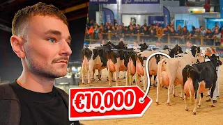 DIT IS HOEVEEL GELD ER IN DE KOEIEN INDUSTRIE OMGAAT!