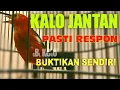 Download Lagu TERAPI DAN PANCINGAN ANIS MERAH macet dan malas bunyi pasti ikut gacor