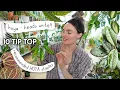Download Lagu 10 Recommended HOYA Staples + Growing Practices 🌱
