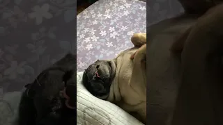 Tummy Massage Evry Dog Wants Pets Dog Cute Puglove Animals Shorts Viralvideo Reels 