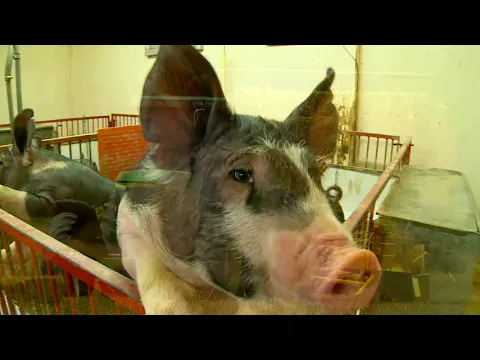 Maryland Farm & Harvest: Season 5 Promo