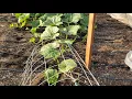 How to Prune Train Your Giant Pumpkin Plants Part 1
