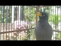Lagu Suara Jalak Kebo Ini Bikin Burung Jalak Kebo yang Lain Langsung Bunyi Eps 801