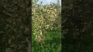 تفاح يمني صعده رقم واحد  تفاح يمني صعده رقم واحد