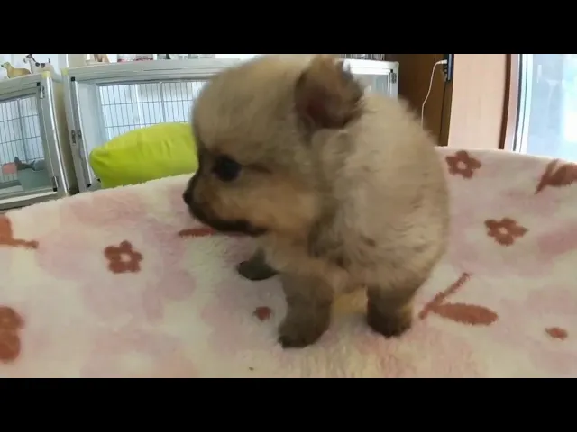 動画