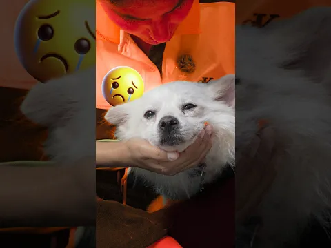 Can We Save This Dog? 🥺🐕#minivlog #minivlogshorts #doglover