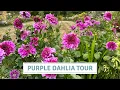 Download Lagu Dahlia-tour langs alle paarse dahlia-variëteiten | Vergelijking van grootte, kleur en vorm // Cot...