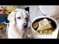 Download Lagu 在垃圾桶放上芥末鸡肉，狗狗会偷吃吗？