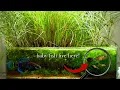 Breeding Pygmy Sunfish in a Pond Tank