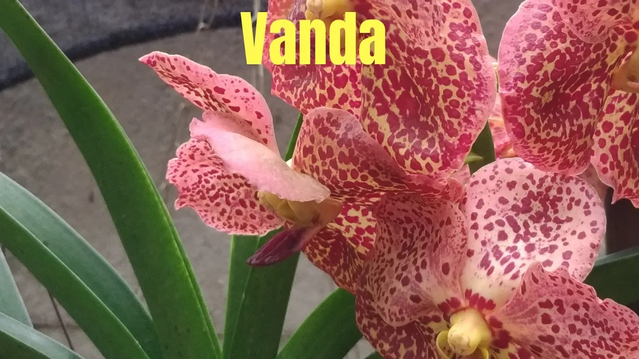 #ORQUÍDEA #VANDA COMO CULTIVO MINHAS ORQUÍDEAS VANDAS