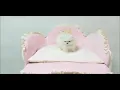 Pomeranian Puppies Sale in Ohio City OH