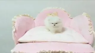 Pomeranian Puppies Sale in Ohio City OH