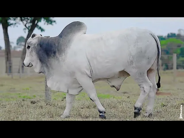 Touro Nelore FVCP - 2926