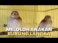 Lagu CARA PERAWATAN PEMBERIAN PAKAN HARIAN ANAKAN BURUNG KANCILAN BAKAU AGAR CEPAT TUMBUH BESAR!!
