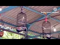 Download Lagu Gaya Lovebird YAKIN konslet mewah!!!