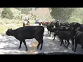 Struggling Cache Valley ranchers get help from bank
