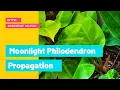 How To Propagate Philodendron Moonlight Paano Paramihin ang Philodendron Moonlight