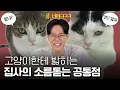 Download Lagu 고양이한테 한 번이라도 밟혀본 사람이 대단한 이유