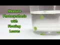Measure Photosynthesis with Floating Leaves Science Project
