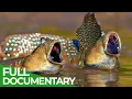 A Wildlife Odyssey - Southeast Asia s Island Paradise Part 2 Free Documentary Nature
