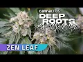 San Diego Cannabis with Zen Leaf Deep Roots