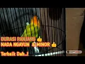 Download Lagu 1 Jam Nonstop TERBAIK.! Masteran Lovebird Betina Minor Durasi Super Panjang Speed Ngalun MANTAP