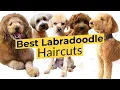 Best Labradoodle Haircuts Puppy Cut Teddy Bear Cut Lamb Cut
