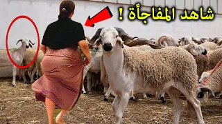 هذه الفتاة كانت ترعى الغنم في الغابة فحصل معها امر جعل الجميع ينعتها بالخائنة  !!