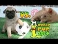 World Pup - Pug Puppies vs Adorable Kittens