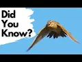 Download Lagu Things You Need To Know About SKYLARKS!