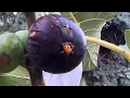 Fig trees July 14 2026