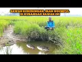 Download Lagu Penghobi mancing pasti suka dengan spot kubangan sawah sisa banjir, strikenya tidak putus putus gaes