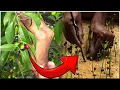 Download Lagu How to grow SANDALWOOD tree from SEED at Home